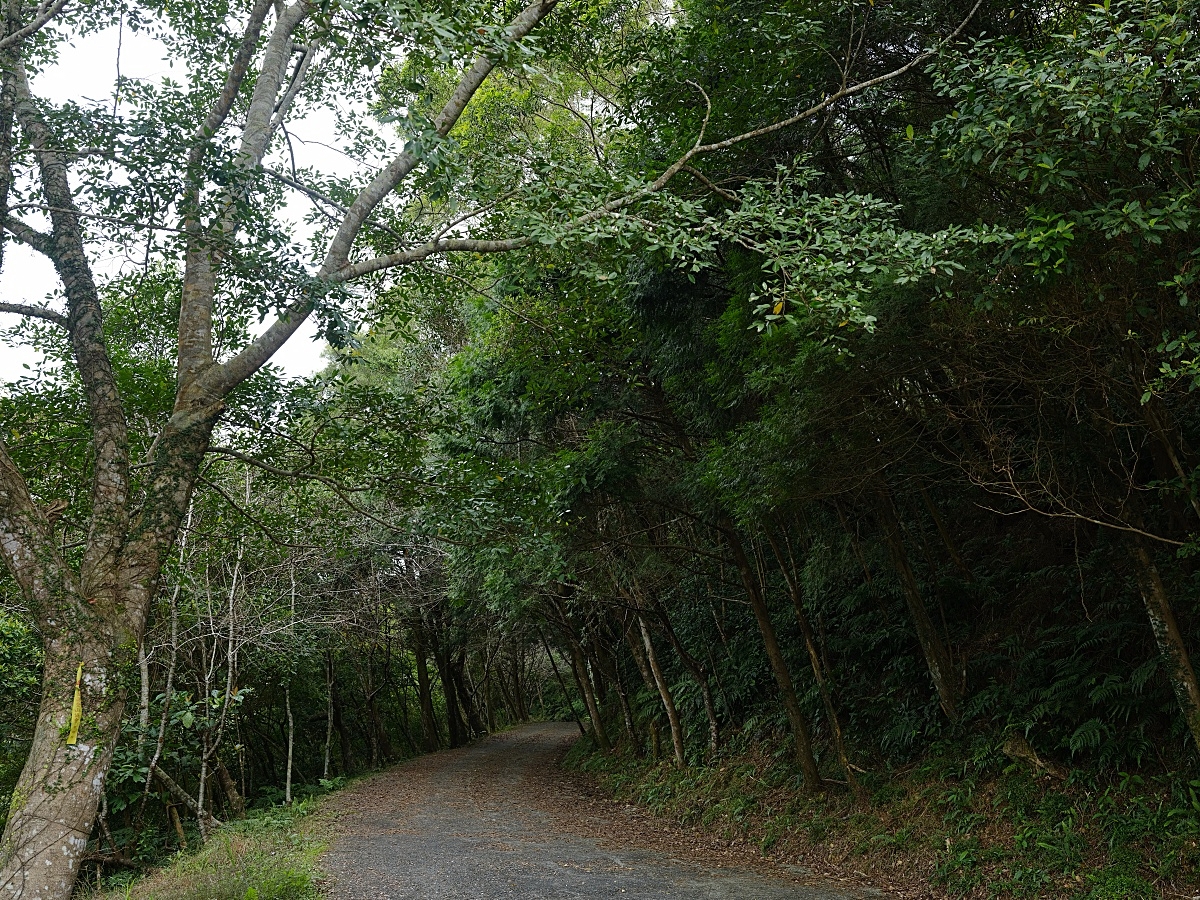 燈嵩林道|五星級健行步道，林蔭環繞生態豐富，還有乾淨洗手間 @捲捲頭 ♡ 品味生活