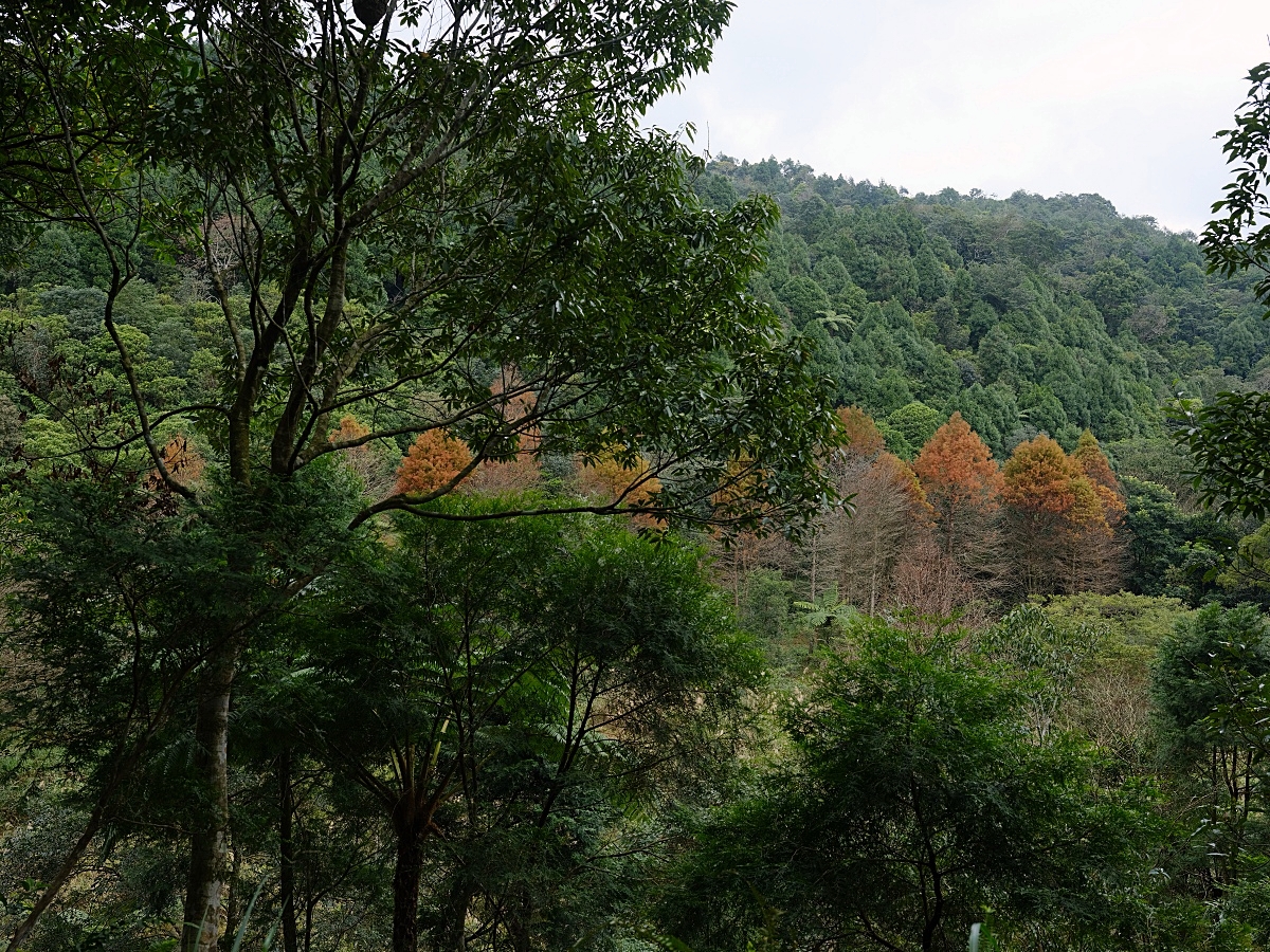 燈嵩林道|五星級健行步道，林蔭環繞生態豐富，還有乾淨洗手間 @捲捲頭 ♡ 品味生活