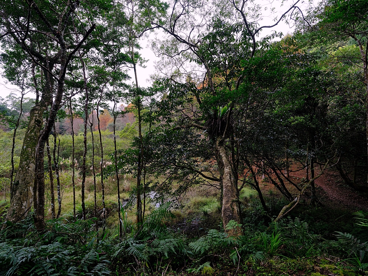 燈嵩林道|五星級健行步道，林蔭環繞生態豐富，還有乾淨洗手間 @捲捲頭 ♡ 品味生活