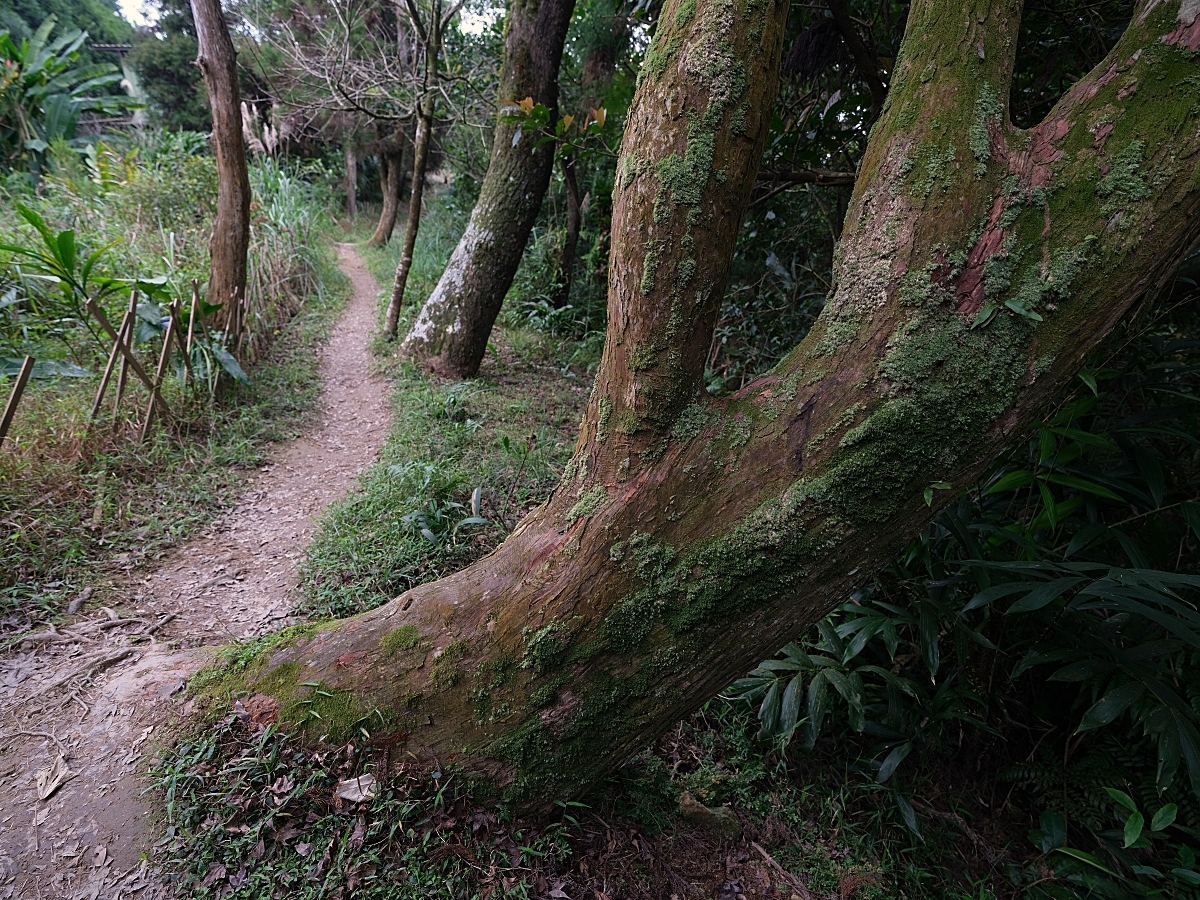 燈嵩林道|五星級健行步道，林蔭環繞生態豐富，還有乾淨洗手間 @捲捲頭 ♡ 品味生活