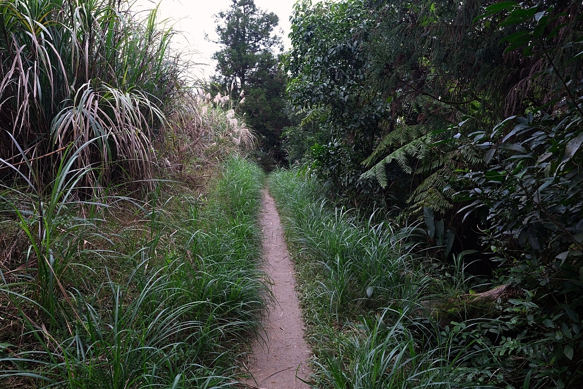 燈嵩林道|五星級健行步道，林蔭環繞生態豐富，還有乾淨洗手間 @捲捲頭 ♡ 品味生活