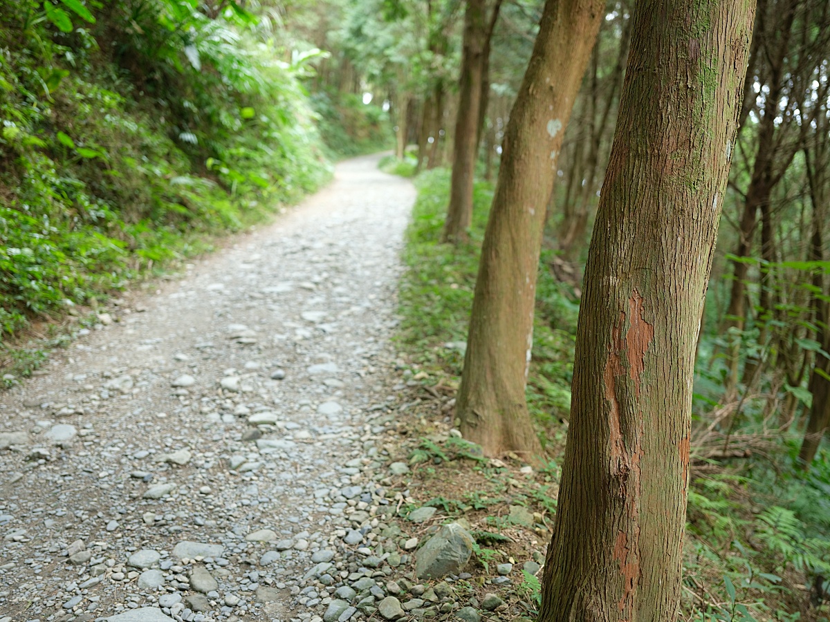 燈嵩林道|五星級健行步道，林蔭環繞生態豐富，還有乾淨洗手間 @捲捲頭 ♡ 品味生活