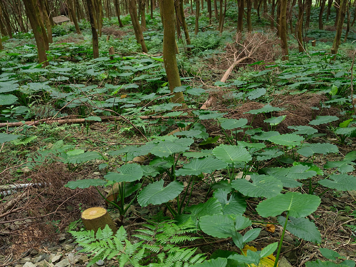 燈嵩林道|五星級健行步道，林蔭環繞生態豐富，還有乾淨洗手間 @捲捲頭 ♡ 品味生活