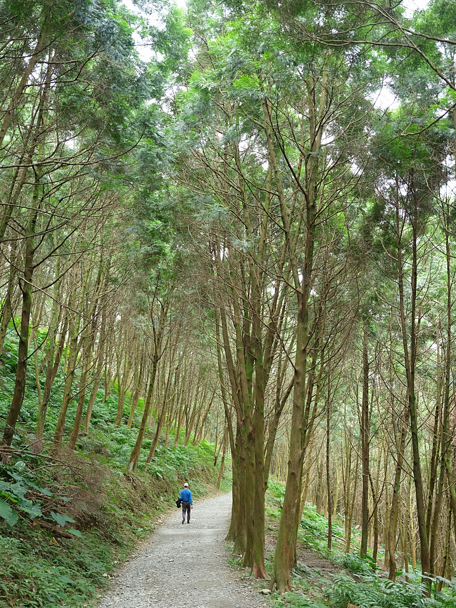 燈嵩林道|五星級健行步道，林蔭環繞生態豐富，還有乾淨洗手間 @捲捲頭 ♡ 品味生活