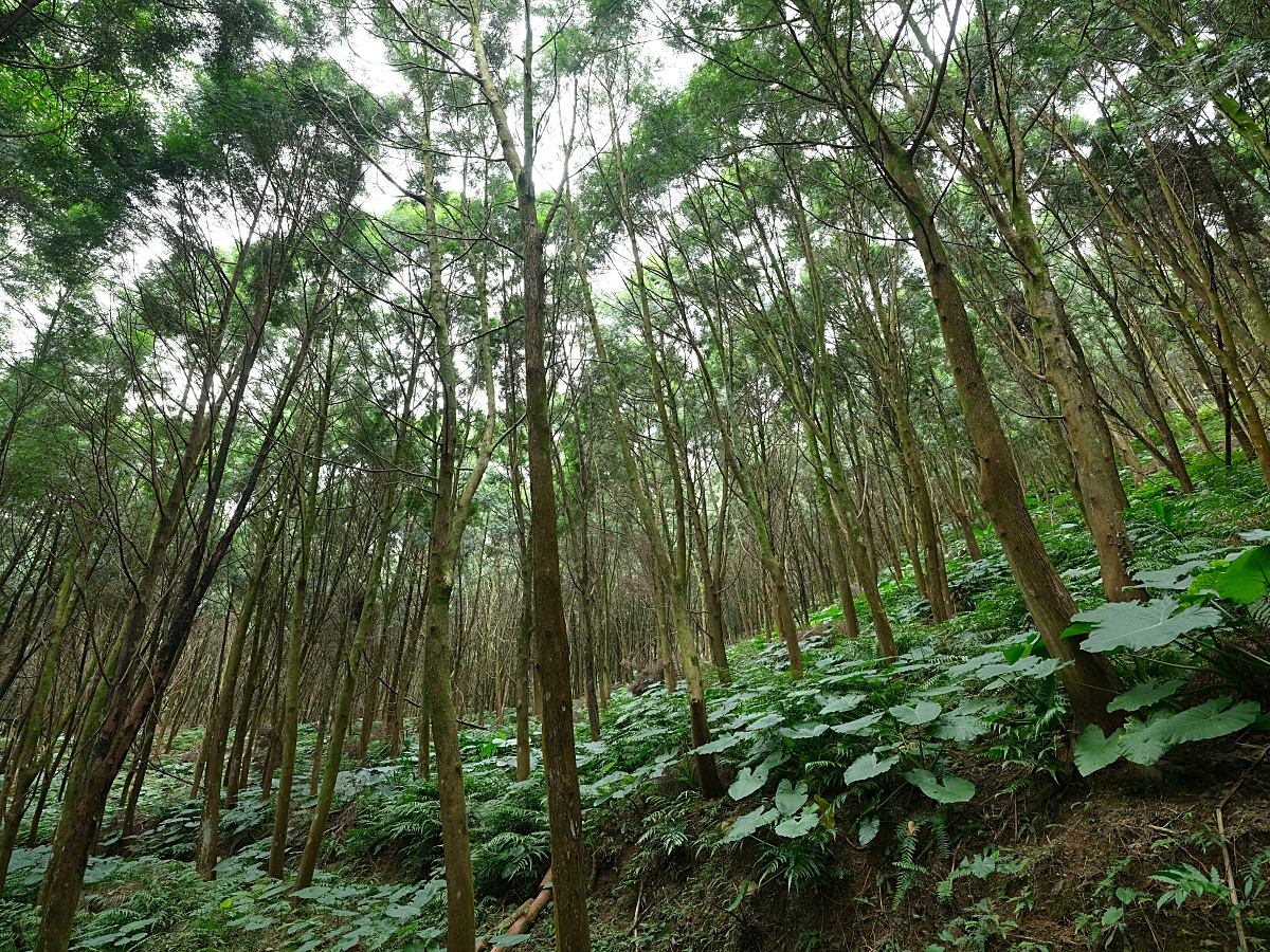 燈嵩林道|五星級健行步道，林蔭環繞生態豐富，還有乾淨洗手間 @捲捲頭 ♡ 品味生活