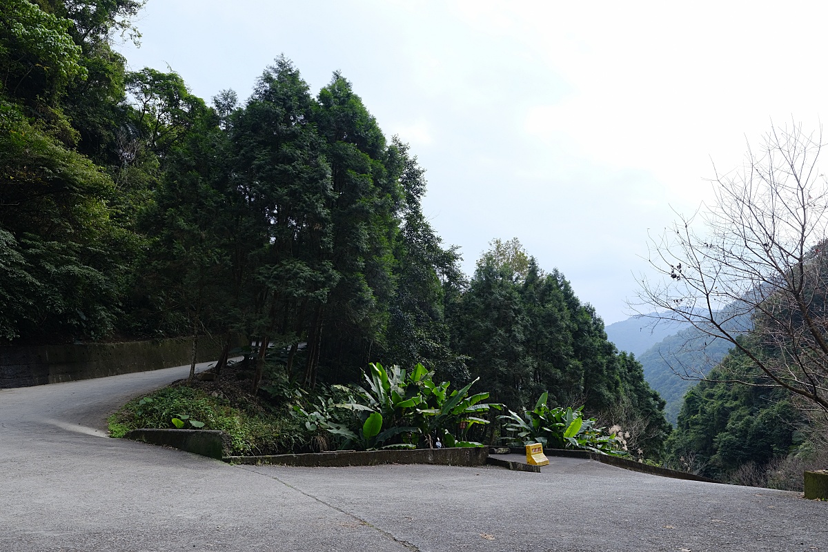 燈嵩林道|五星級健行步道，林蔭環繞生態豐富，還有乾淨洗手間 @捲捲頭 ♡ 品味生活