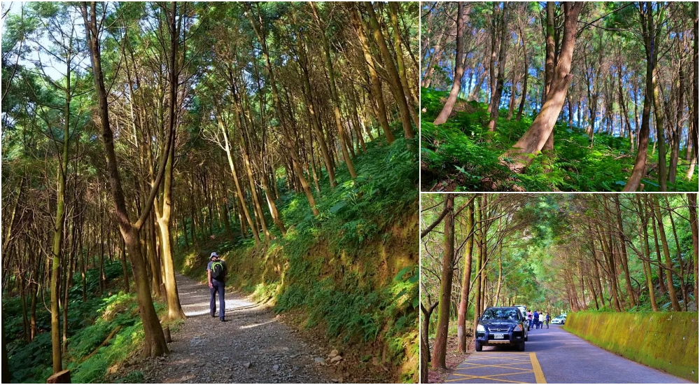 燈嵩林道.肖楠步道|低難度療癒山林步道，輕裝即可前往 @捲捲頭 ♡ 品味生活