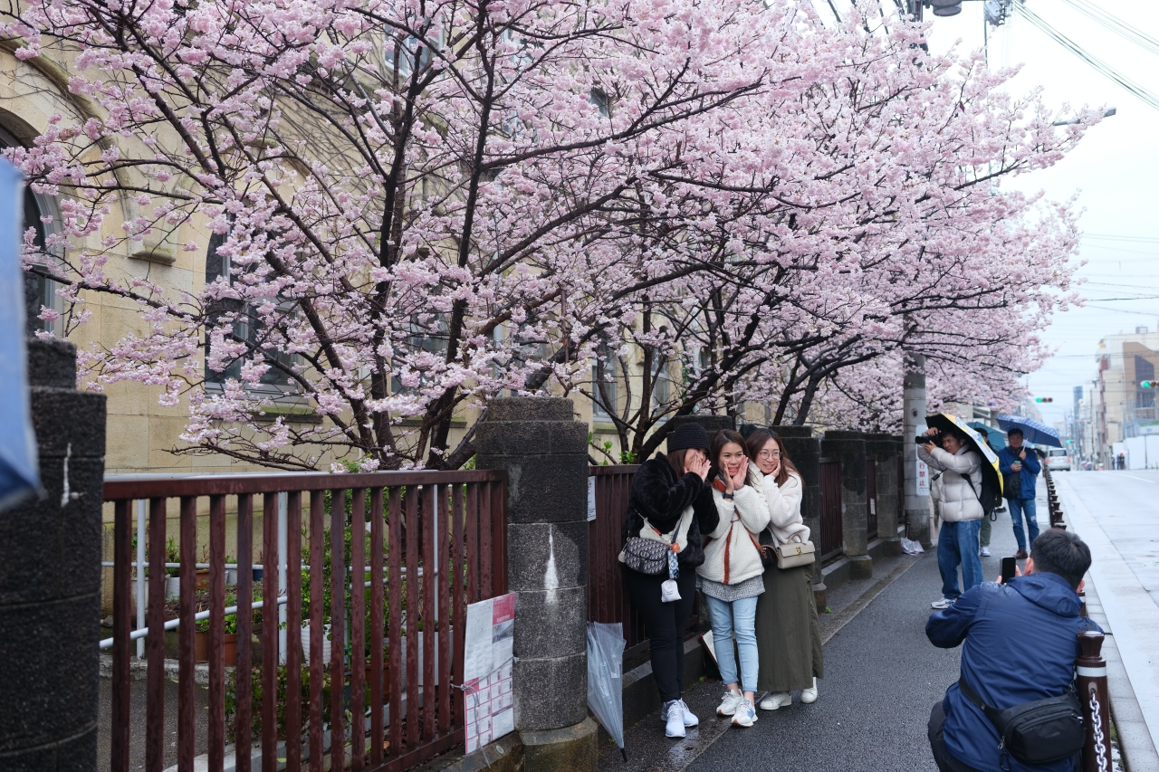 京都賞櫻【下京中學成德學舍】京都滿開櫻花和昭和懷舊校舍美麗共演！ @捲捲頭 ♡ 品味生活