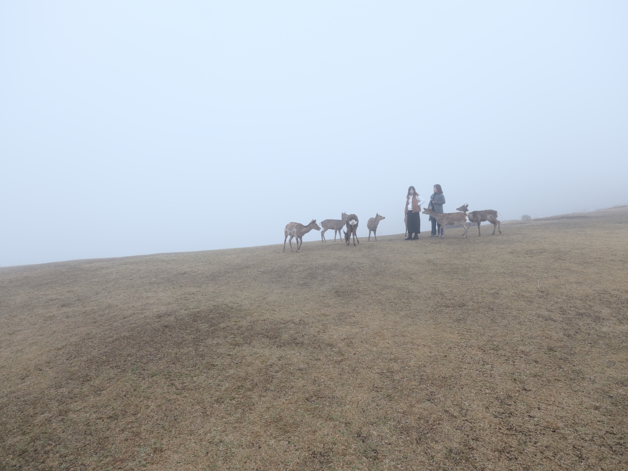 奈良景點【若草山】最平易近人的登山步道，零距離餵食野生小鹿～ @捲捲頭 ♡ 品味生活