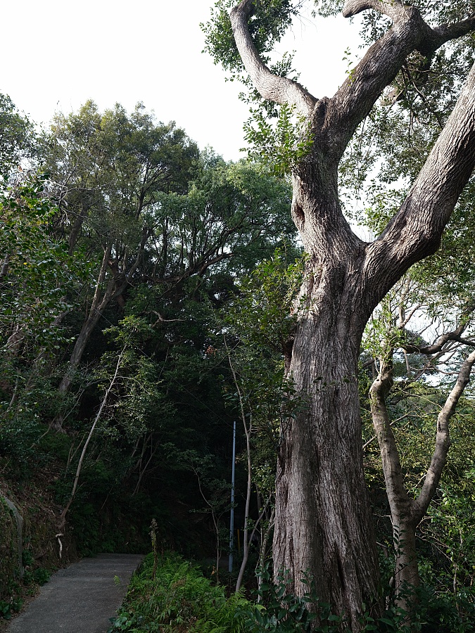 【高知桂浜公園】日本海濱百選、秘境龍王岬,景點指南&#038; 交通資訊 @捲捲頭 ♡ 品味生活