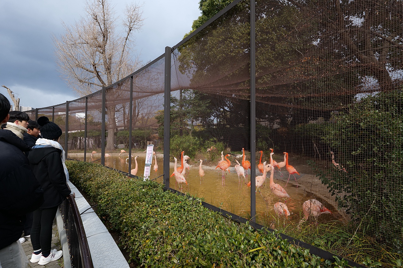 2024【天王寺動物園】好拍好玩戶外動物王國，門票、交通、環境全攻略 @捲捲頭 ♡ 品味生活