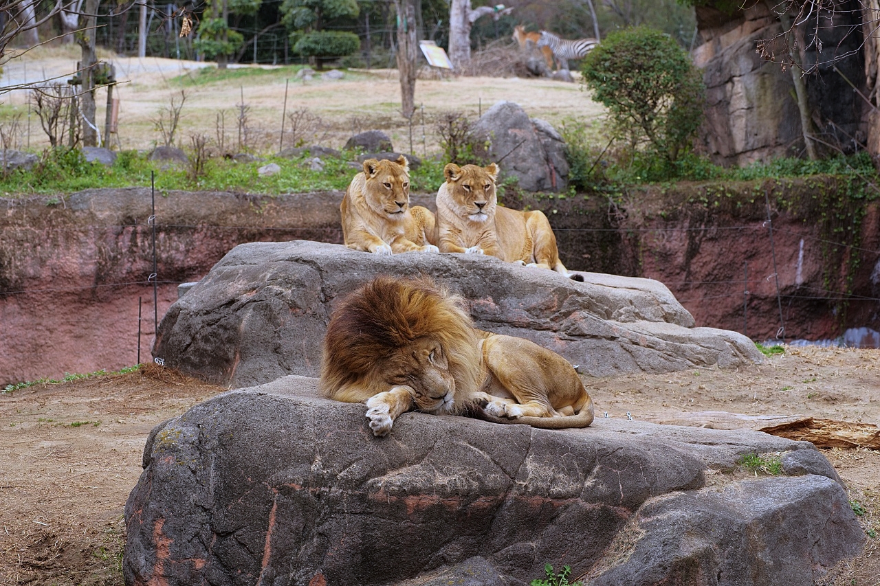 2024【天王寺動物園】好拍好玩戶外動物王國，門票、交通、環境全攻略 @捲捲頭 ♡ 品味生活