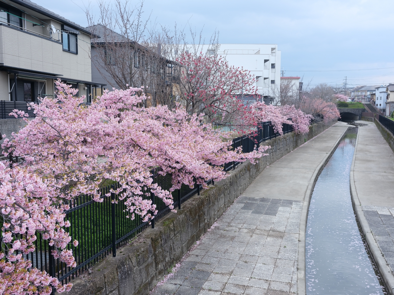 京都賞櫻【淀水路河津櫻】200棵河津櫻齊綻放，漫步粉色花海下 @捲捲頭 ♡ 品味生活