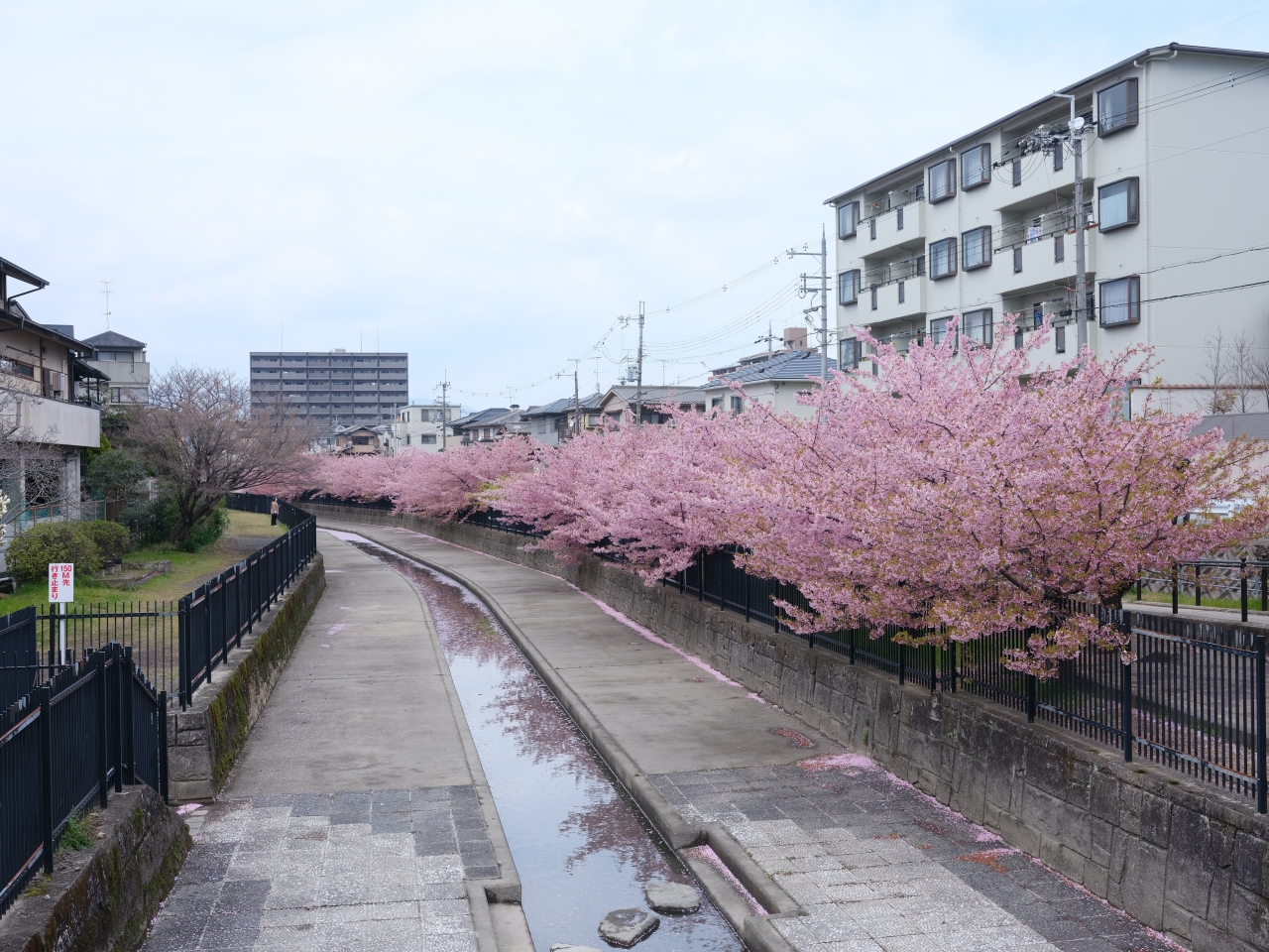 京都賞櫻【淀水路河津櫻】200棵河津櫻齊綻放，漫步粉色花海下 @捲捲頭 ♡ 品味生活