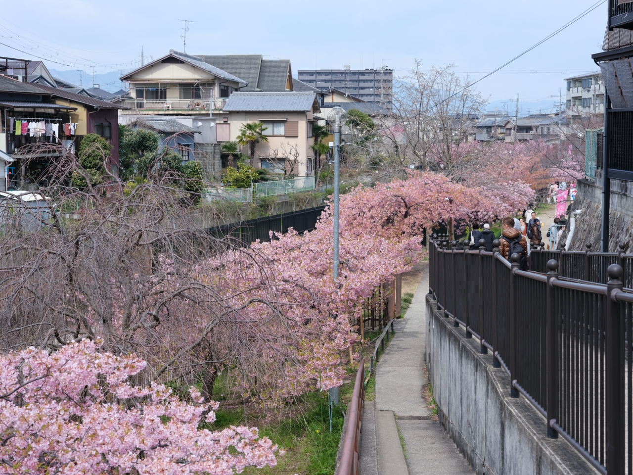 京都賞櫻【淀水路河津櫻】200棵河津櫻齊綻放，漫步粉色花海下 @捲捲頭 ♡ 品味生活