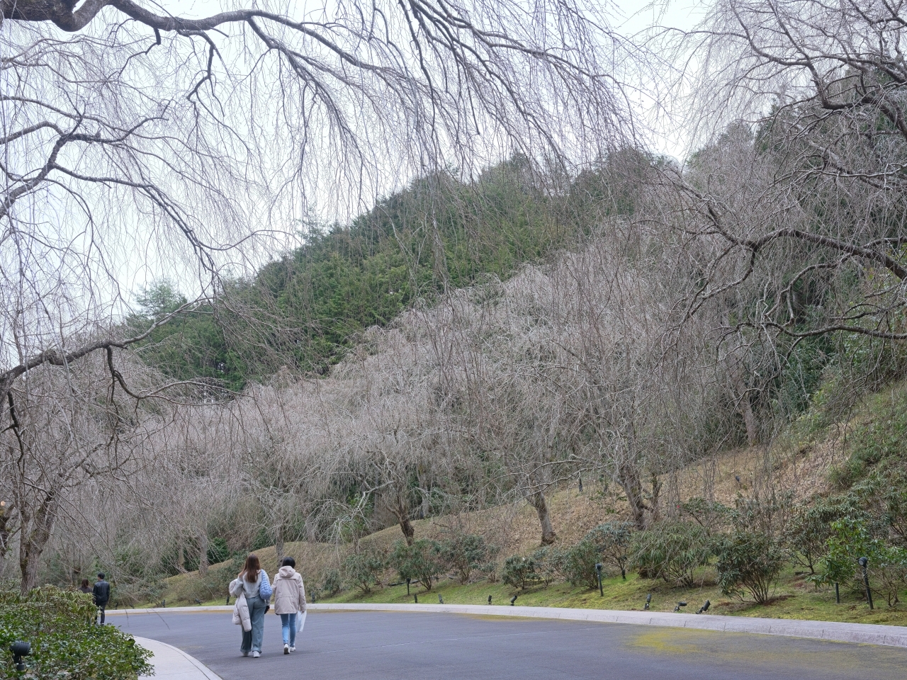 滋賀【美秀美術館 Miho Museum】尋訪世外桃源，ㄧ年只開放七個月的美術館（交通地圖,門票資訊） @捲捲頭 ♡ 品味生活