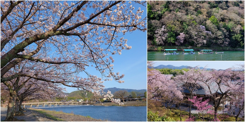 京都賞櫻【嵐山竹林小徑/渡月橋/中之島公園/天龍寺曹源池】分享最新花況、交通地圖、散步路線全攻略 @捲捲頭 ♡ 品味生活