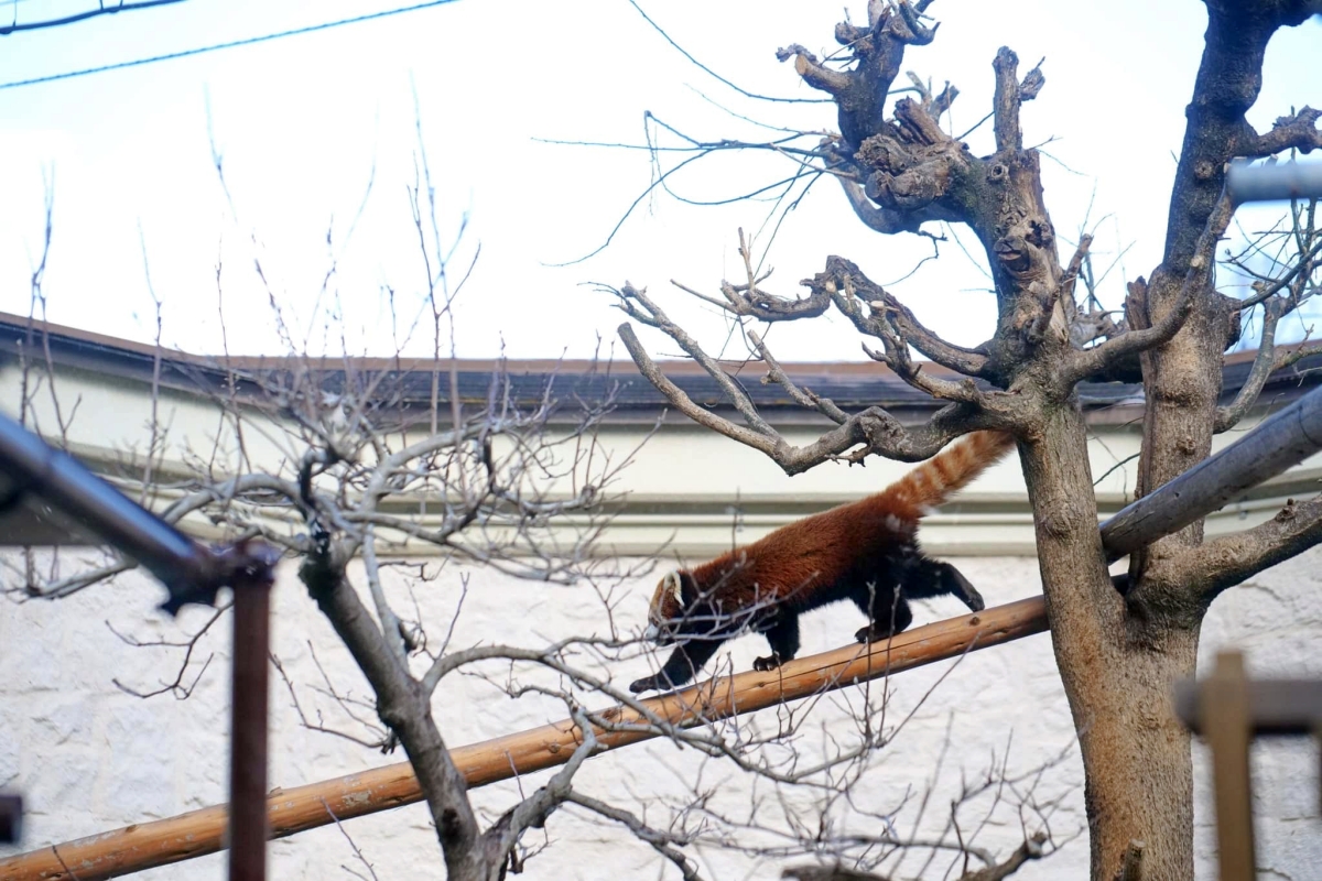 2024【天王寺動物園】好拍好玩戶外動物王國，門票、交通、環境全攻略 @捲捲頭 ♡ 品味生活