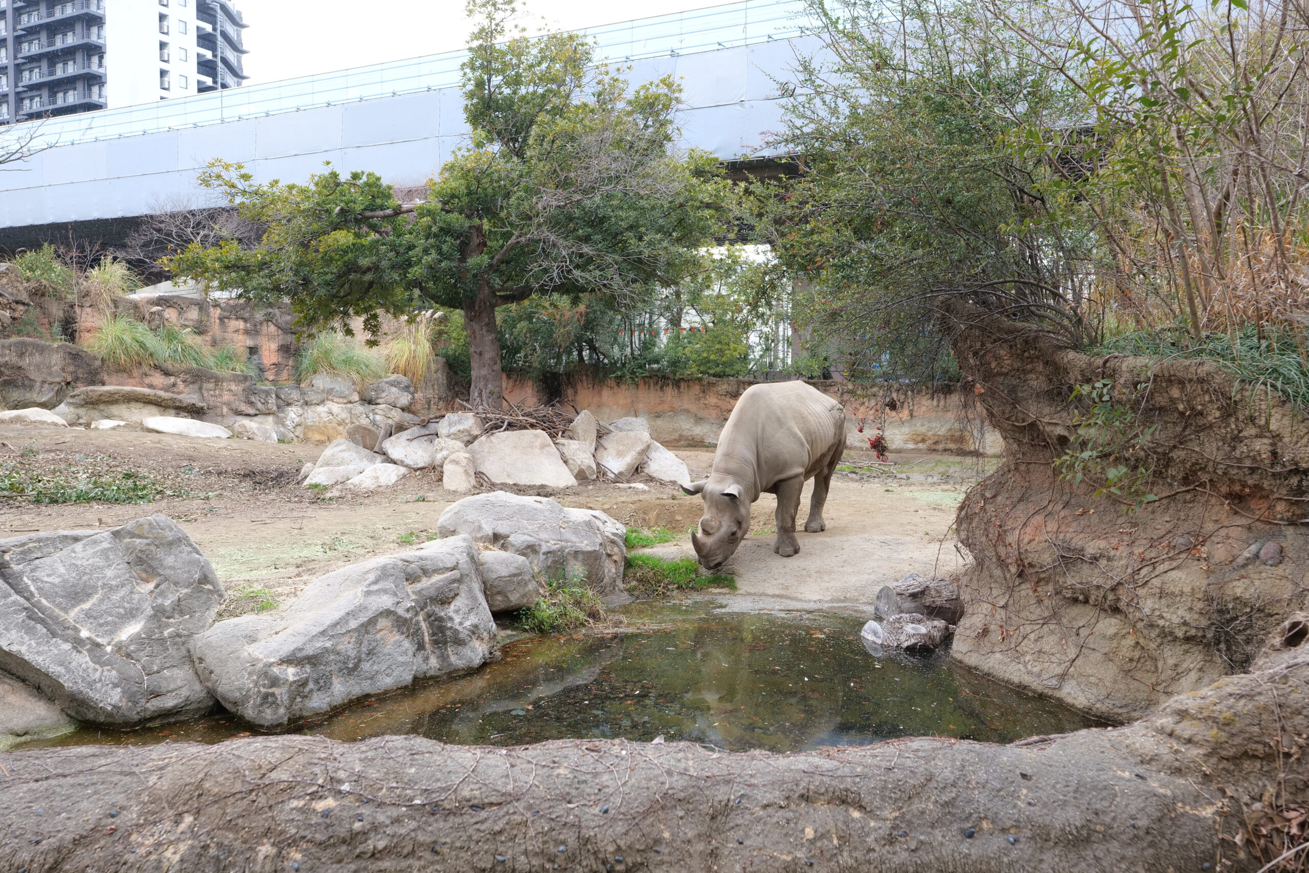 2024【天王寺動物園】好拍好玩戶外動物王國，門票、交通、環境全攻略 @捲捲頭 ♡ 品味生活