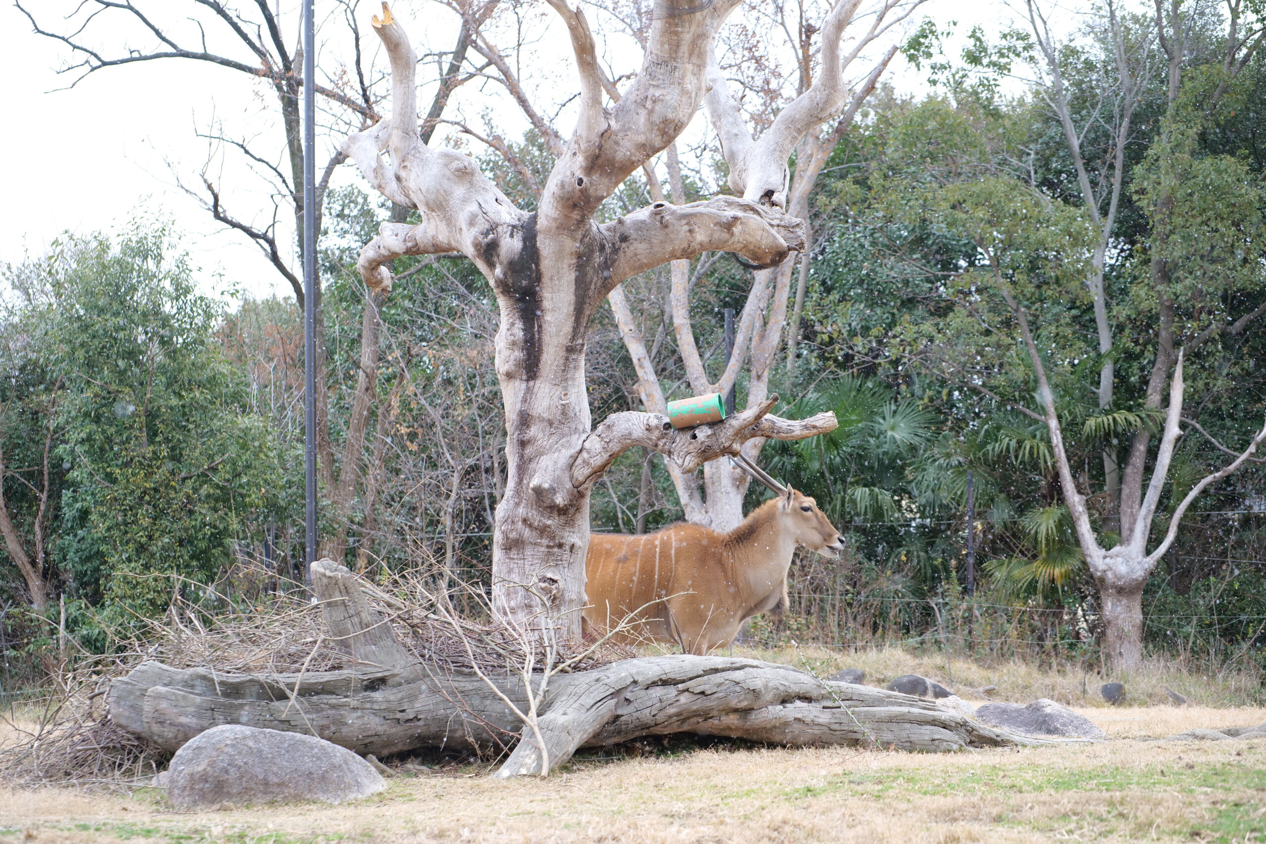 2024【天王寺動物園】好拍好玩戶外動物王國，門票、交通、環境全攻略 @捲捲頭 ♡ 品味生活