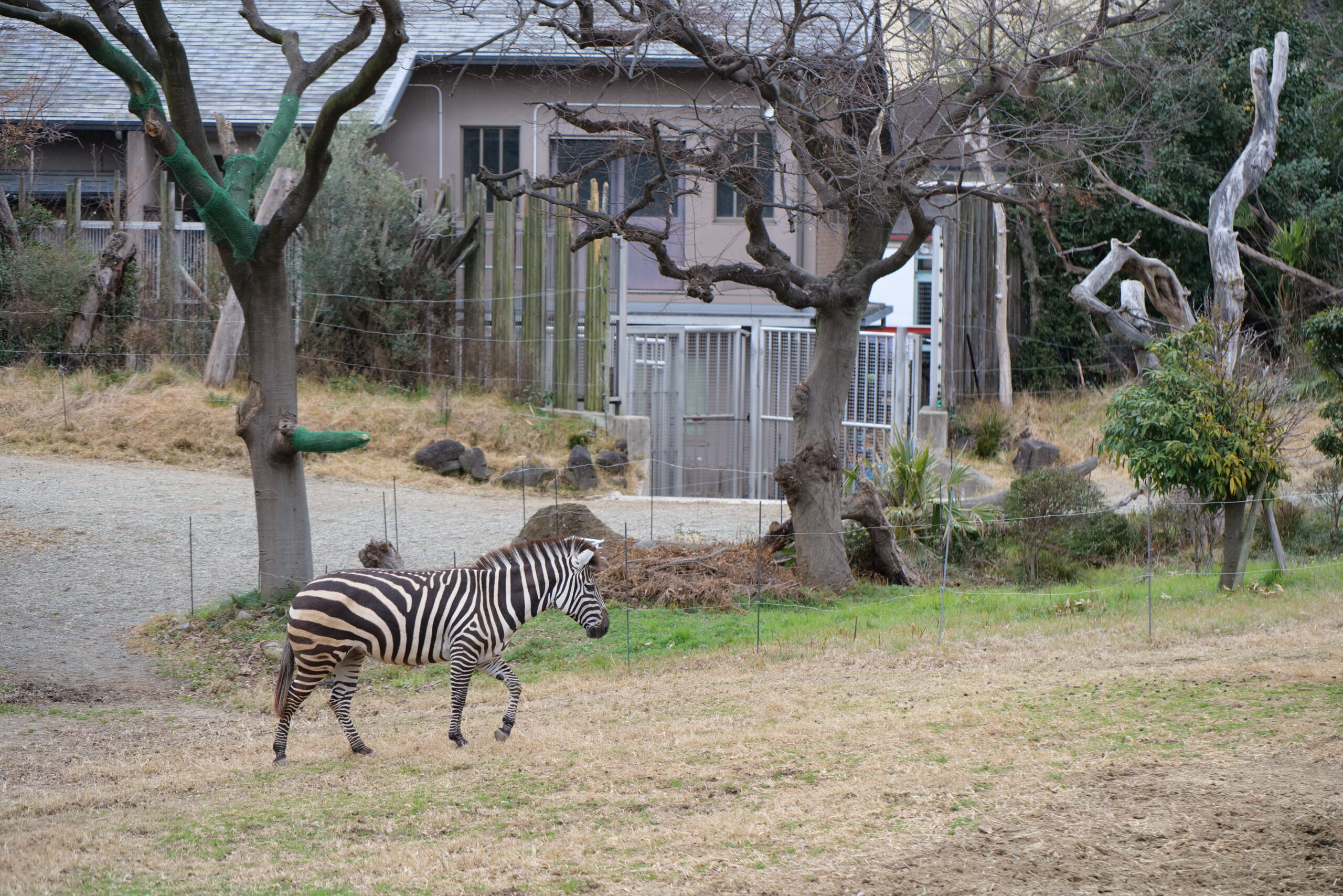 2024【天王寺動物園】好拍好玩戶外動物王國，門票、交通、環境全攻略 @捲捲頭 ♡ 品味生活