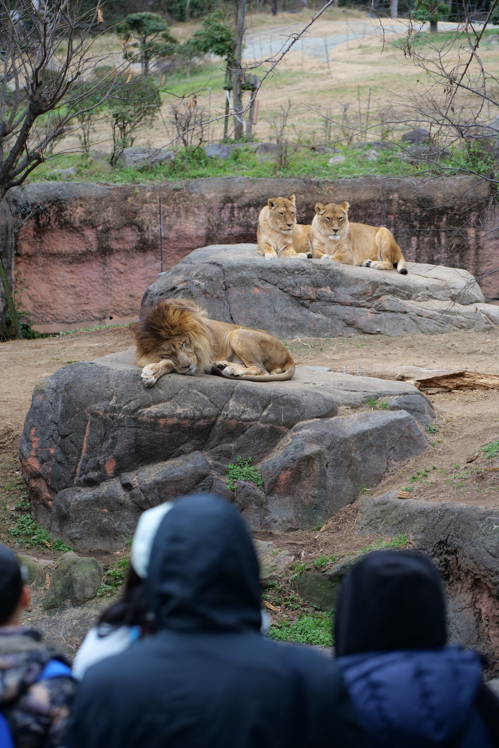 2024【天王寺動物園】好拍好玩戶外動物王國，門票、交通、環境全攻略 @捲捲頭 ♡ 品味生活