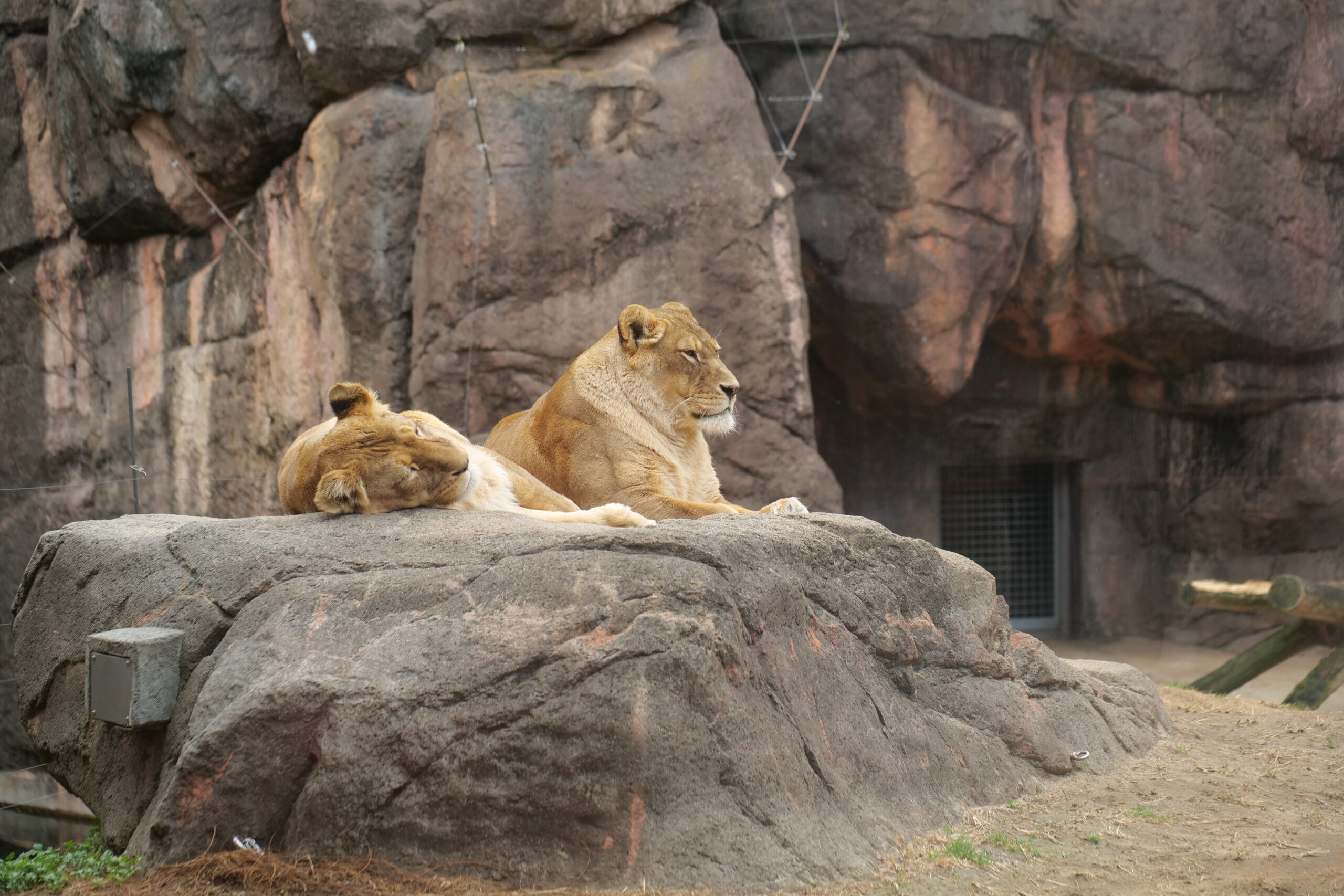 2024【天王寺動物園】好拍好玩戶外動物王國，門票、交通、環境全攻略 @捲捲頭 ♡ 品味生活