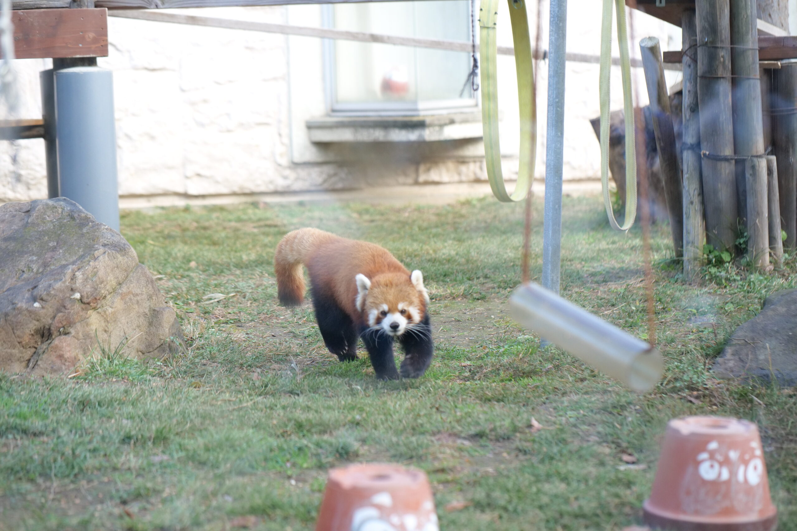 2024【天王寺動物園】好拍好玩戶外動物王國，門票、交通、環境全攻略 @捲捲頭 ♡ 品味生活