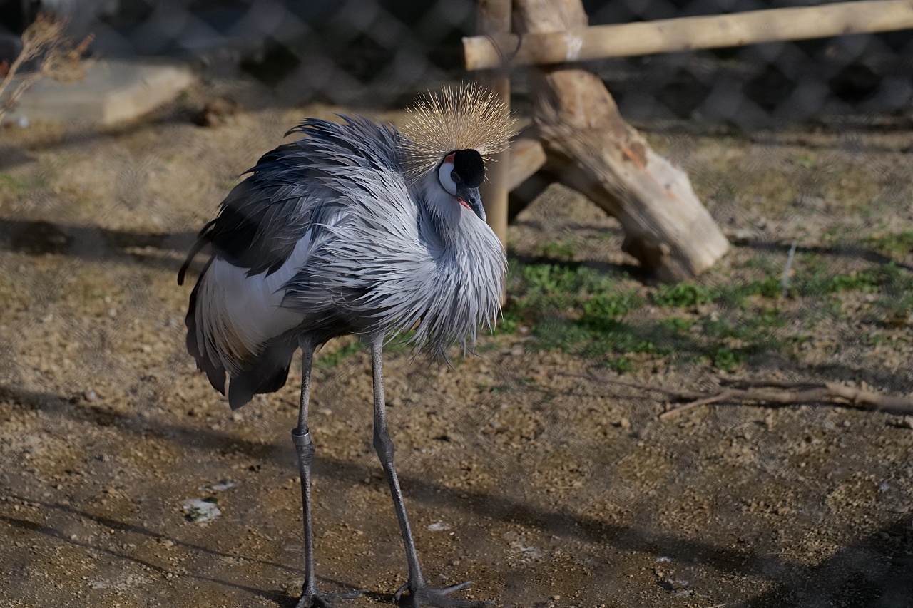 2024【天王寺動物園】好拍好玩戶外動物王國，門票、交通、環境全攻略 @捲捲頭 ♡ 品味生活