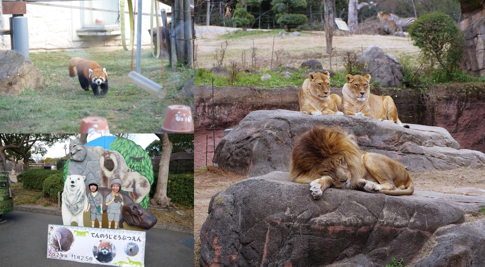 2024【天王寺動物園】好拍好玩戶外動物王國，門票、交通、環境全攻略 @捲捲頭 ♡ 品味生活