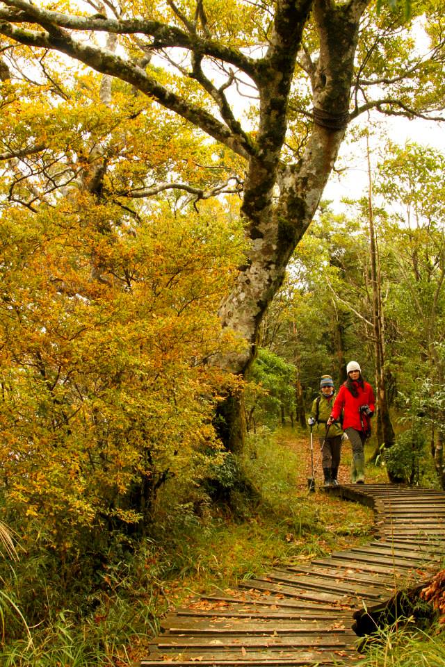 宜蘭【太平山景點】5條絕美森林步道報你知！仙境步道雲海、最大高山湖泊環山步道、秋冬限定山毛櫸步道～ @捲捲頭 ♡ 品味生活