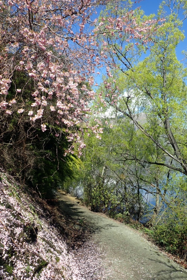 【Lake Hayes Walkway】劍鎮環湖步道推薦，停車、環境全攻略。 @捲捲頭 ♡ 品味生活