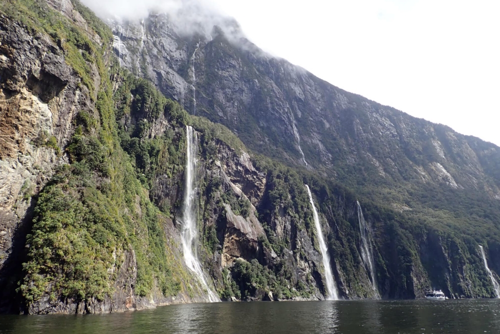 【Milford Sound米佛峽灣】紐西蘭必打卡項目：搭遊輪看世界遺產，也能看到海豚海豹全攻略（附交通停車） @捲捲頭 ♡ 品味生活