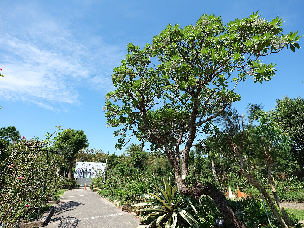 【雅聞香草植物工廠】苗栗免費景點，最新花況，玫瑰花廊浪漫風車隨你拍 @捲捲頭 ♡ 品味生活