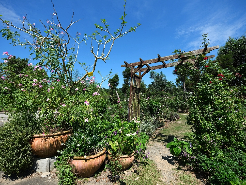 【雅聞香草植物工廠】苗栗免費景點，最新花況，玫瑰花廊浪漫風車隨你拍 @捲捲頭 ♡ 品味生活