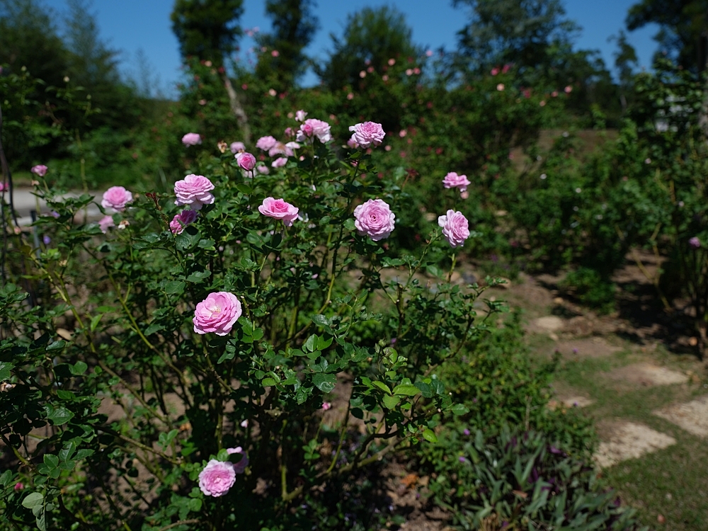 【雅聞香草植物工廠】苗栗免費景點，最新花況，玫瑰花廊浪漫風車隨你拍 @捲捲頭 ♡ 品味生活