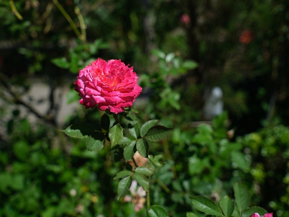 【雅聞香草植物工廠】苗栗免費景點，最新花況，玫瑰花廊浪漫風車隨你拍 @捲捲頭 ♡ 品味生活