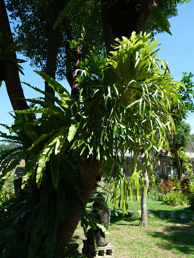 【雅聞香草植物工廠】苗栗免費景點，最新花況，玫瑰花廊浪漫風車隨你拍 @捲捲頭 ♡ 品味生活