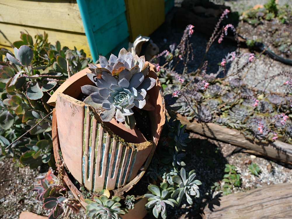 【雅聞香草植物工廠】苗栗免費景點，最新花況，玫瑰花廊浪漫風車隨你拍 @捲捲頭 ♡ 品味生活