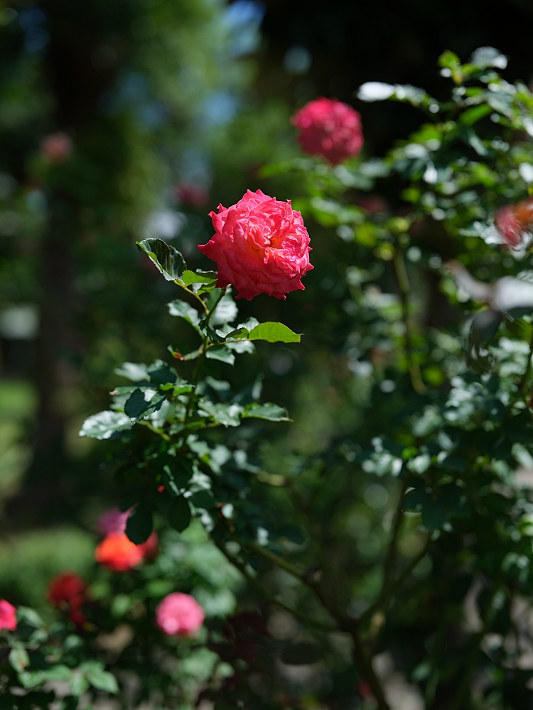 【雅聞香草植物工廠】苗栗免費景點，最新花況，玫瑰花廊浪漫風車隨你拍 @捲捲頭 ♡ 品味生活