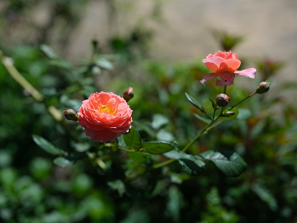 【雅聞香草植物工廠】苗栗免費景點，最新花況，玫瑰花廊浪漫風車隨你拍 @捲捲頭 ♡ 品味生活