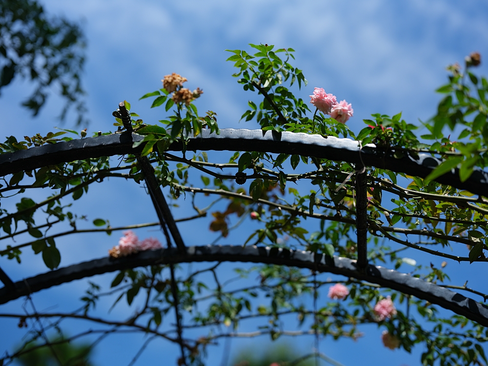 【雅聞香草植物工廠】苗栗免費景點，最新花況，玫瑰花廊浪漫風車隨你拍 @捲捲頭 ♡ 品味生活