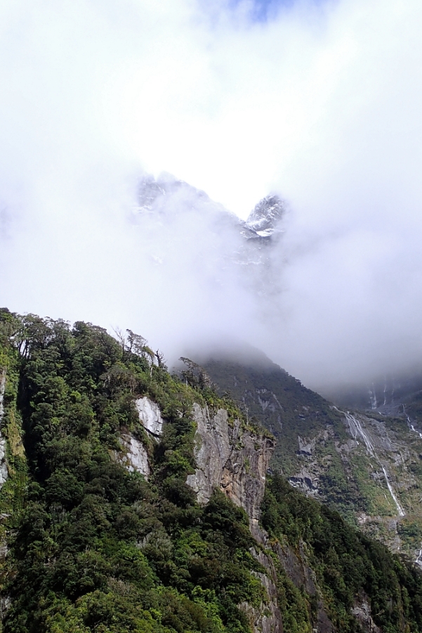 【Milford Sound米佛峽灣】紐西蘭必打卡項目：搭遊輪看世界遺產，也能看到海豚海豹全攻略（附交通停車） @捲捲頭 ♡ 品味生活