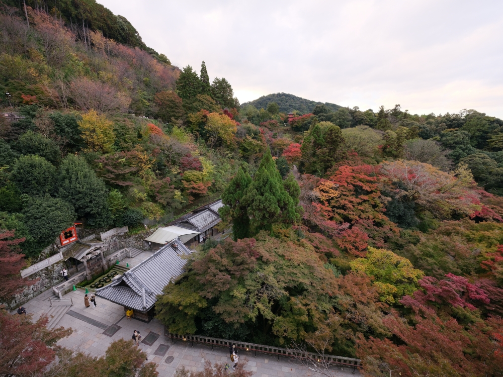 【京都賞紅葉】清水寺最新紅葉情報、交通地圖全攻略～ @捲捲頭 ♡ 品味生活