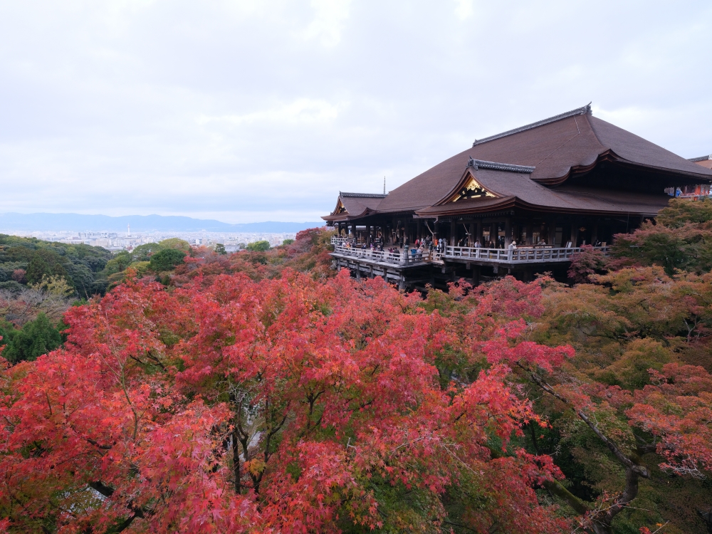 【京都賞紅葉】清水寺最新紅葉情報、交通地圖全攻略～ @捲捲頭 ♡ 品味生活