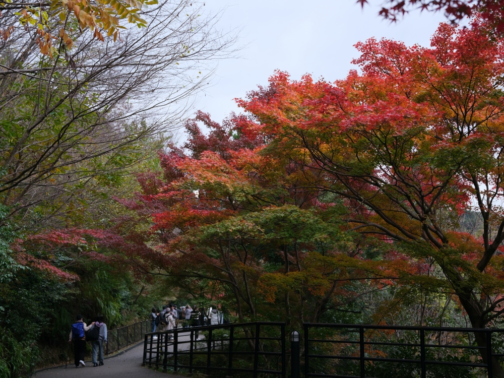 【京都賞紅葉】清水寺最新紅葉情報、交通地圖全攻略～ @捲捲頭 ♡ 品味生活