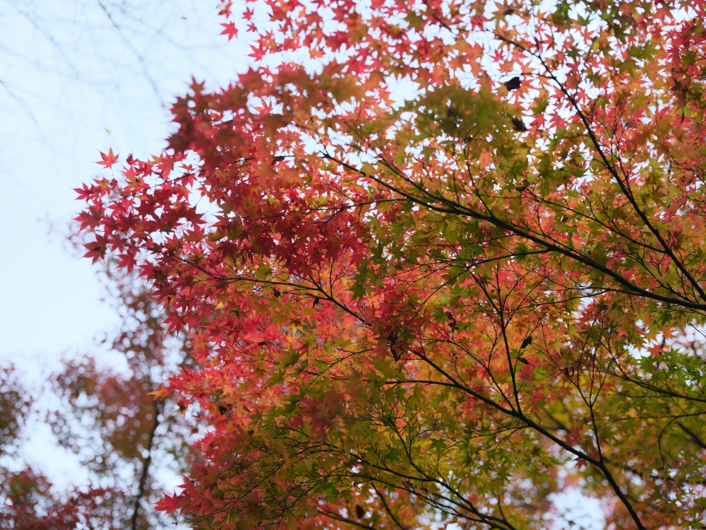 【京都賞紅葉】清水寺最新紅葉情報、交通地圖全攻略～ @捲捲頭 ♡ 品味生活