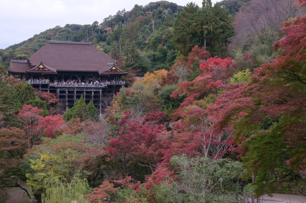 【京都賞紅葉】清水寺最新紅葉情報、交通地圖全攻略～ @捲捲頭 ♡ 品味生活