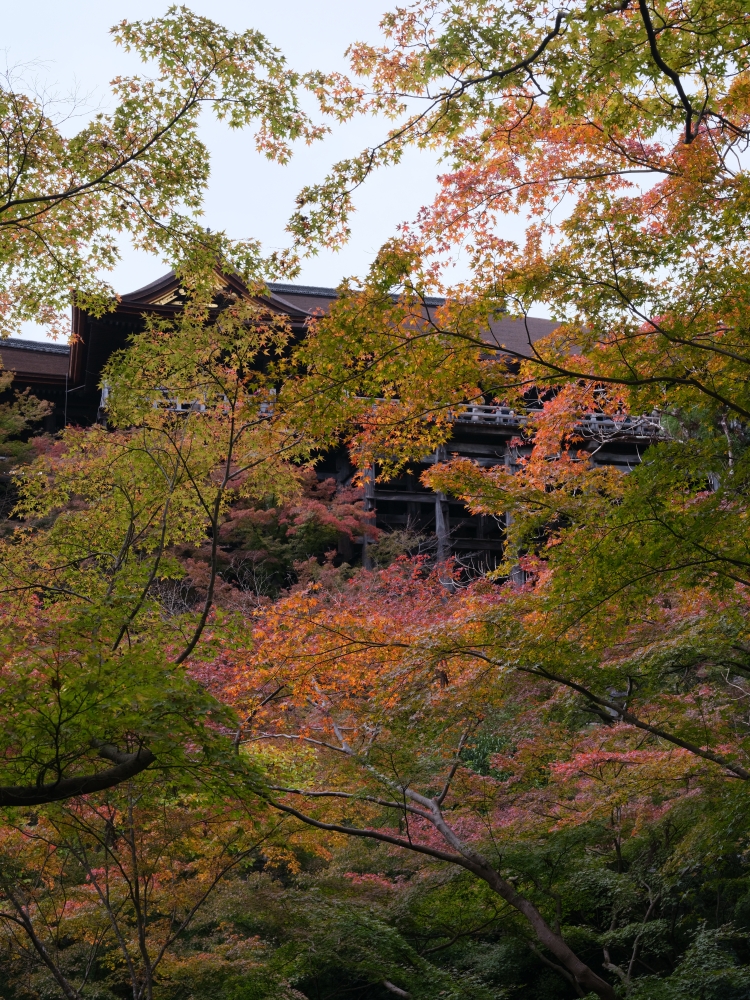 【京都賞紅葉】清水寺最新紅葉情報、交通地圖全攻略～ @捲捲頭 ♡ 品味生活