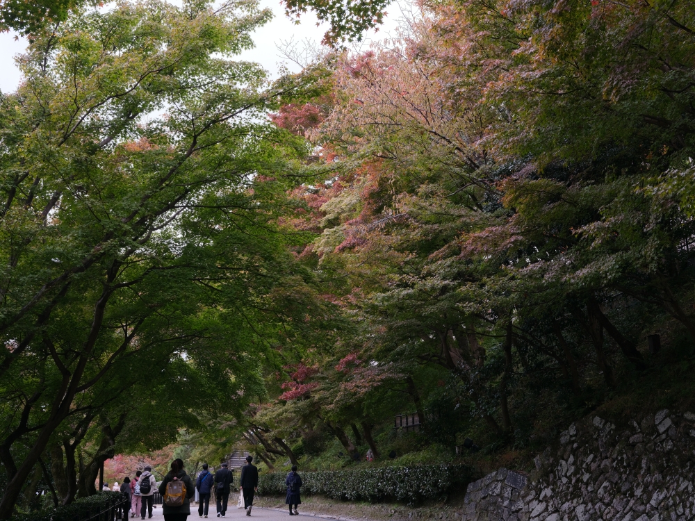 【京都賞紅葉】清水寺最新紅葉情報、交通地圖全攻略～ @捲捲頭 ♡ 品味生活